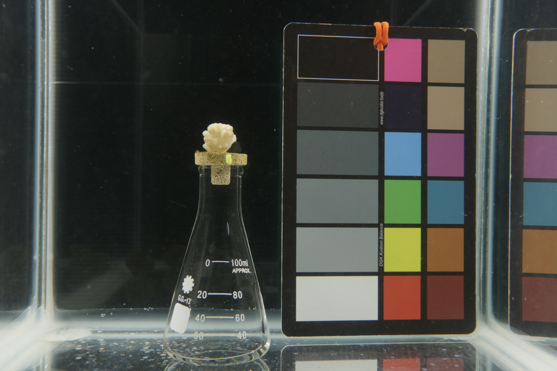 Figure 28c: Bleached coral on black background (side lighting).